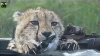 Cheetahs Playing on our Land Rover [upl. by Marler]