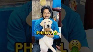 Pogo Phenyl Pee Liya🤮😢 shorts vlog minivlog labrador doglover [upl. by Atinrahs]