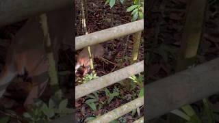 Whitetailed deer in the rainforest  Odocoileus virginianus  Mammal watching Costa Rica 🇨🇷 [upl. by Wawro]