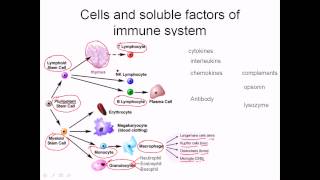 Immunology Basic concept part1overview of immune system Bangla [upl. by Nelson]