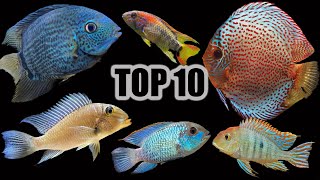 Top 10 Cichlids for a Community Aquarium [upl. by Iot]