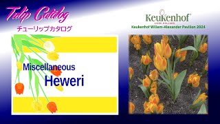 Tulip Catalog  Heweri Keukenhof WillemAlexander pavilion [upl. by Saba711]