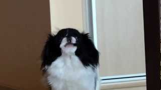 Japanese Chin  Chin japoński [upl. by Adnih]