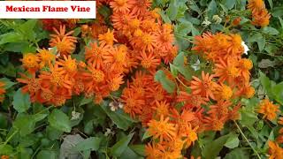 Evergreen flower plant Mexican Flame Vine  Pseudogynoxys chenopodioides  Senecio Confusus [upl. by Akahc400]