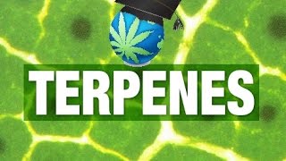 What Are Terpenes – Uses in Cannabis [upl. by Tandy]