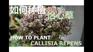 如何种植怡心草 How To Plant Callisia Repens [upl. by Alathia648]