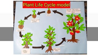 Plant life cycle model  seed to plant life cycle  seed germination model  science project [upl. by Luke]