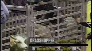 GRASSHOPPER  BUCKING BULL [upl. by Wendelin]