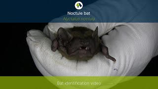 Noctule Nyctalus noctula identification training video [upl. by Melena439]