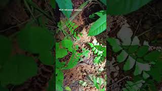 wild Adiantum pedatumfern indoor plant indoorplants viralvideo trendingshorts youtubeshorts [upl. by Aihsetel]