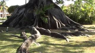 Cotton tree on Bloody Bay  Negril Jamaica West Indies [upl. by Eelitan270]