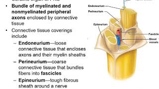 Chapter 13G  PNS  Nerve Structure and Classification [upl. by Ahcsim207]