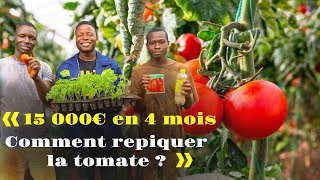 15 000 € en 4 mois comment repiquer la tomate [upl. by Chabot]