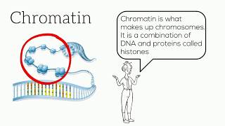 The Excel Cycle Whats the difference between chromatin chromosomes and chromatids [upl. by Yelraf]