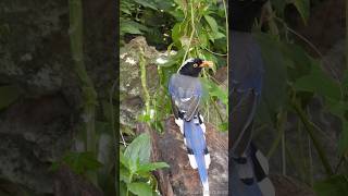 Butterfly larvae  the favorite food of Urocissa erythroryncha 🐦🐛  Tropical Forest Bees [upl. by Arret532]