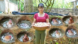 Build Hole For Hens To Lay Eggs  Harvest Chicken Eggs In Hole Goes to countryside market sell [upl. by Yblehs]