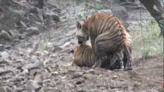 Tigers Mating in the Wild [upl. by Ferren901]