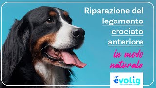 EVOLIG  Corso introduttivo alla riparazione del legamento crociato anteriore del cane [upl. by Cedric]