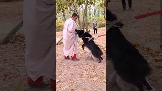 Crazy Groenendael Anzor Dog training STRAZH Odessa Ukraine 2023 [upl. by Eleen141]