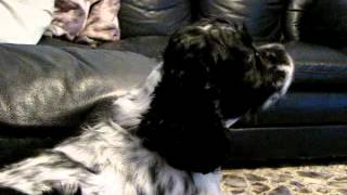 My Dog Singing to young and the restless [upl. by Docilla669]