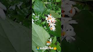 nyctanthes arbortristis🌱শিউলি ফুল shortsyoutubeshorts [upl. by Setsero]