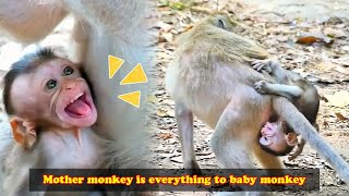 Baby monkey clings to mother monkey Mother is everything to it [upl. by Trotta993]