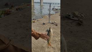 Village fishing 🎣 Godavari Nadi mein big size rohu fish Milafishing shorts [upl. by Retsof84]