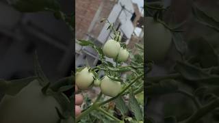 🤯😱Maximize💯😲 Your 🍅Tomato Harvest with These Expert Tips Grow More Tomatoes Easilyorganicgardening [upl. by Wershba816]