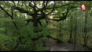 Le Chêne des Hindrés roi de la forêt de Paimpont  Brocéliande [upl. by Enoed]