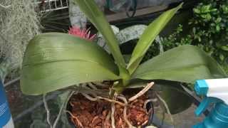 Phalaenopsis Orchid Care Trimming Dead Roots Removing old Orchid Blooms amp Cleaning Orchid Leaves [upl. by Anierdna913]