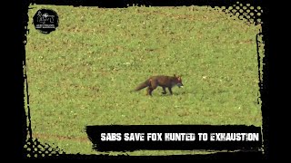 Sabs save fox hunted to exhaustion [upl. by Sorensen]