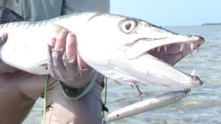 Barracuda Fishing Wading the Florida Keys Flats [upl. by Bambi947]