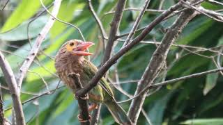 🐦 A Day Out With The Brown Headed Barbet 🌿 [upl. by Lav]