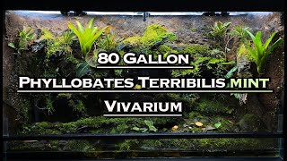 80 Gallon Phyllobates Terribilis Mint Bioactive Vivarium [upl. by Benson985]