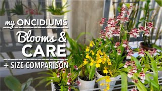 ONCIDIUM ORCHIDS Blooms amp Care  How To Water amp Fertilize Oncidiums  Medium Pot amp Size Comparison [upl. by Anura296]