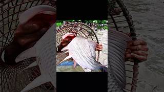 Fishing video  Monster Big Fishing by Village Fisherman with Polo shorts amazingfishhunting [upl. by Ietta]