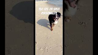 Berners vs Labs pets pet dog doglover dogs [upl. by Ertha926]