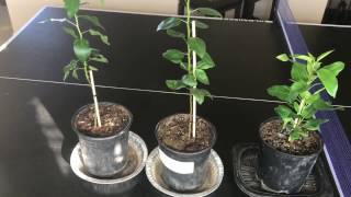 How To Grow Pear Trees From Seed Day 132 [upl. by Menard218]