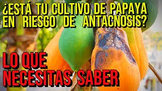 La antracnosis de la papaya explicada causas síntomas y soluciones [upl. by Barvick]