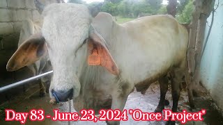 ONCE PROJECT  PART 13  Day 83 120 days cow feeding [upl. by Holtorf]