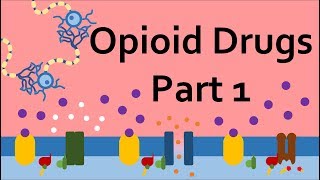 Opioid Drugs Part 1 Mechanism of Action [upl. by Nadeau]