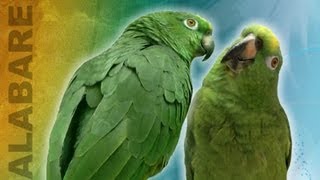 Loros cantan alabare Cantando Alabare  Singing Bird Duo [upl. by Malia931]