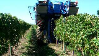 Cosechadora de uvas en viñedo trabajando [upl. by Gavan]