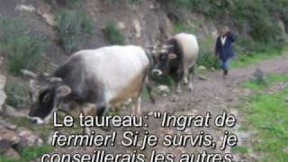 IDIR Azger  Azguer le taureau Avec traduction [upl. by Dielle625]