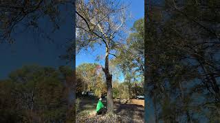 treecuttingservice foryou youtubeshorts live wood treeservice treeservicesnearme viralvideo [upl. by Jonme607]