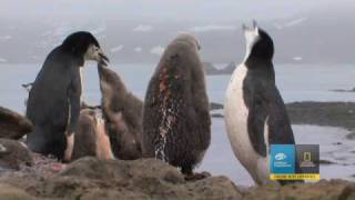 Antarctica Adventures with the Best Cruise Ship Ever Built [upl. by Ras208]