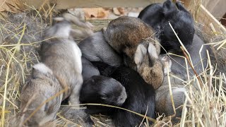 Sevrage des lapereaux de A à Z autonomielapinbabyfunnypoulailler [upl. by Sacksen]