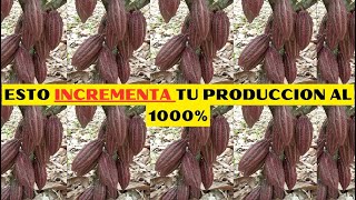 CACAO INCREMENTA TU PRODUCCIÓN DE CACAO DE ESTA MANERA TAN SIMPLE [upl. by Mientao421]