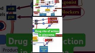 Drug site of action in glaucoma [upl. by Nosoj]