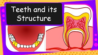 Science  Different teeth their functions and structure  English [upl. by Enneles]